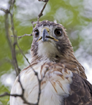 Red tailed Hawk 3874